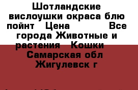Шотландские вислоушки окраса блю пойнт › Цена ­ 4 000 - Все города Животные и растения » Кошки   . Самарская обл.,Жигулевск г.